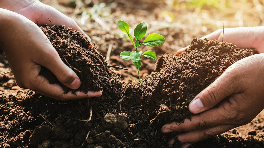 Rooted in Purpose: Why We Give Back to SowHole
