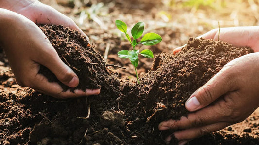 Rooted in Purpose: Why We Give Back to SowHole